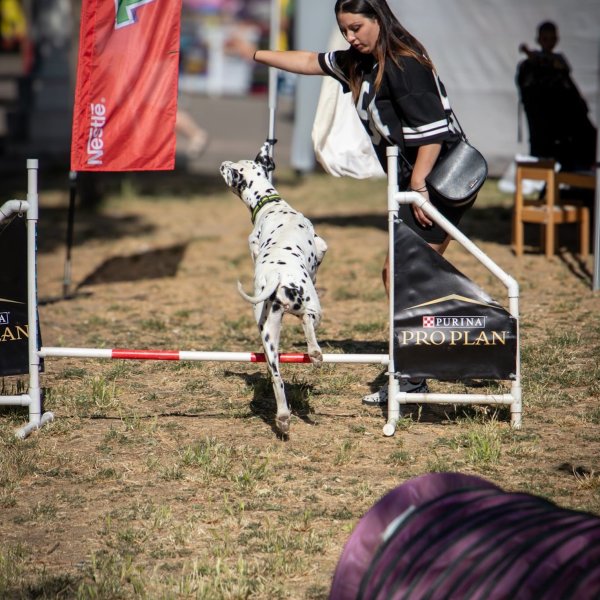 Izveštaj sa festivala "Ulični psi" — 16