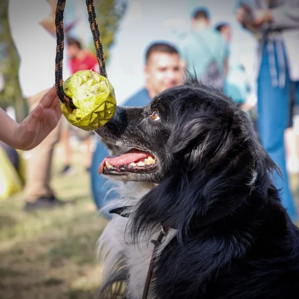 5zona na pet centar karavanu - Ada Ciganlija - Beograd — 15