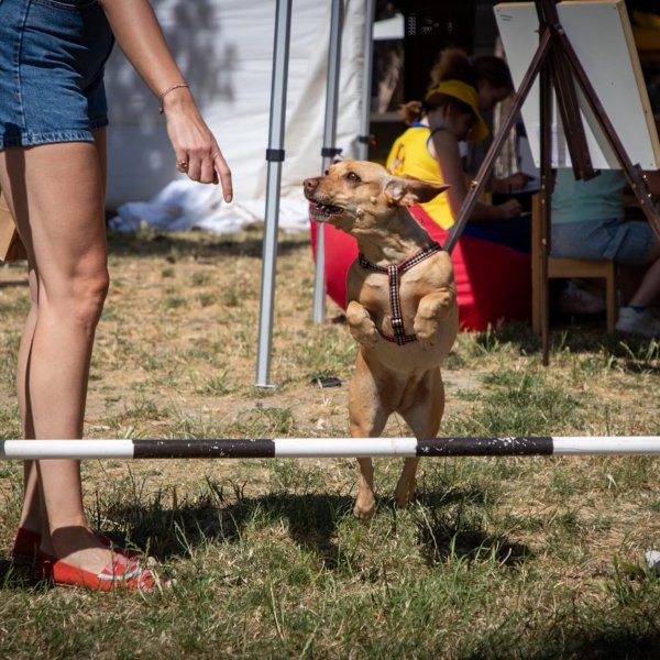 Izveštaj sa festivala "Ulični psi" — 10