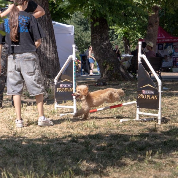 Izveštaj sa festivala "Ulični psi" — 2