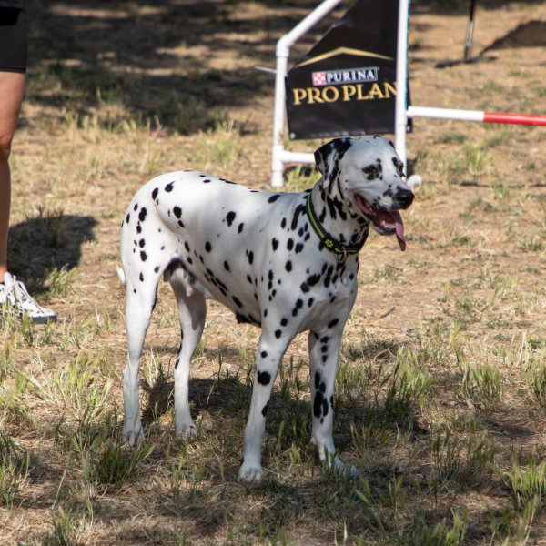 Izveštaj sa festivala "Ulični psi" — 6