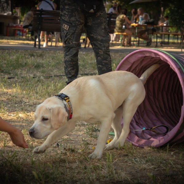 Izveštaj sa festivala "Ulični psi" — 9
