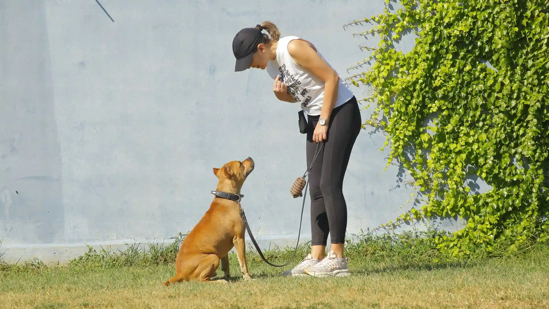 Pas koji laje bez prestanka: kako mu pomoći da se smiri