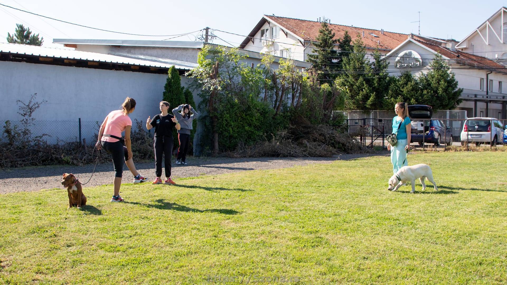 Dresura ili trening – da li je to ista stvar?