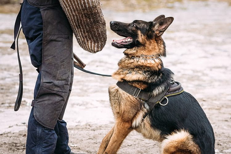 IGP obuka pasa - rad na disciplini odbrane