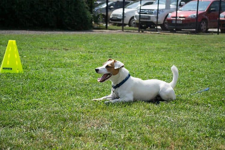 Obuka za pet sitting - čuvanje pasa