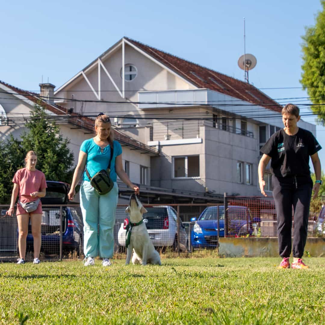 Individualni treninzi za pse